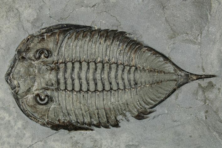 Dalmanites Trilobite Fossil - New York #295604